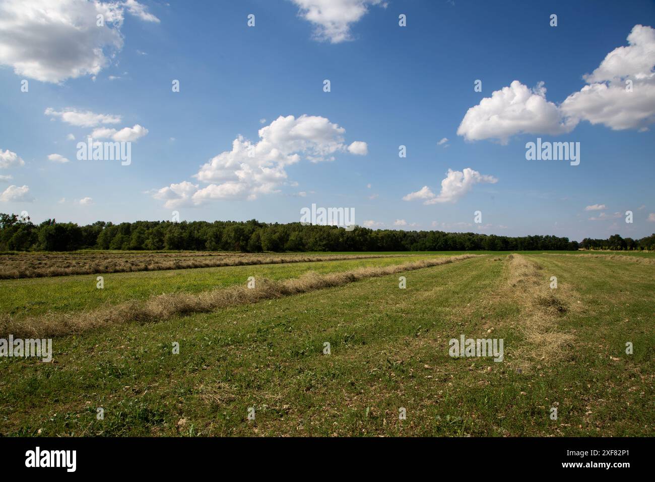 Lush soybean field sunset hi-res stock photography and images - Alamy