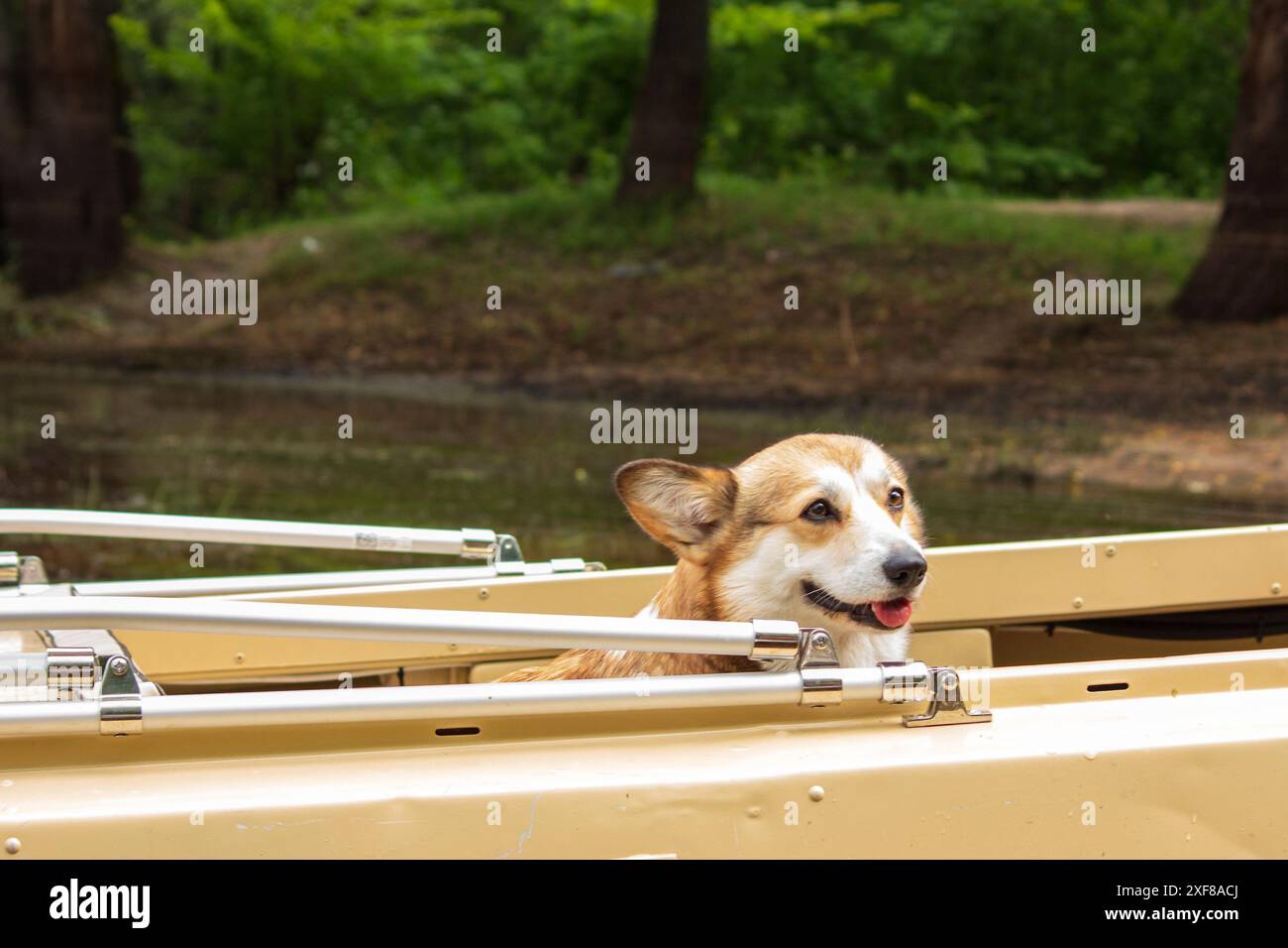 Beautiful dog corgi in yellow hi-res stock photography and images - Alamy