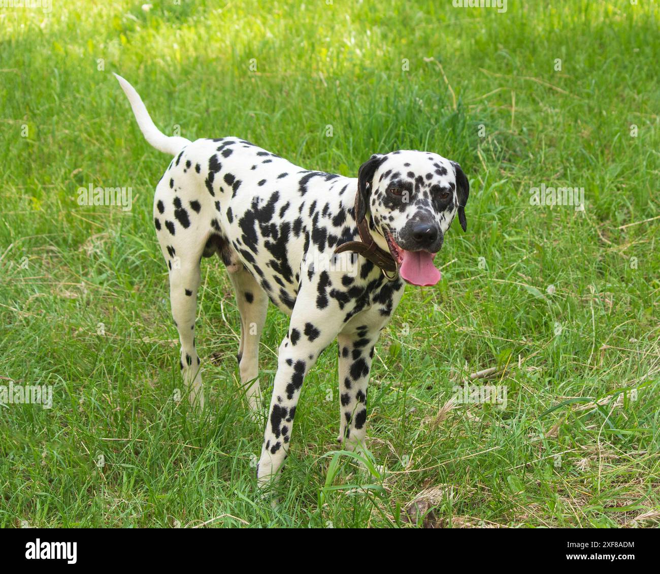 Brown dalmatian puppy hi-res stock photography and images - Alamy