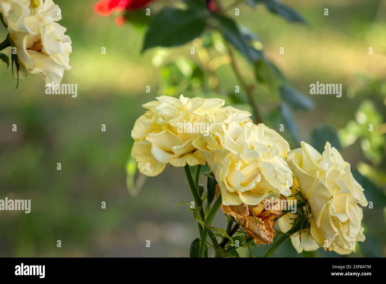 Luxurious flower hi-res stock photography and images - Alamy