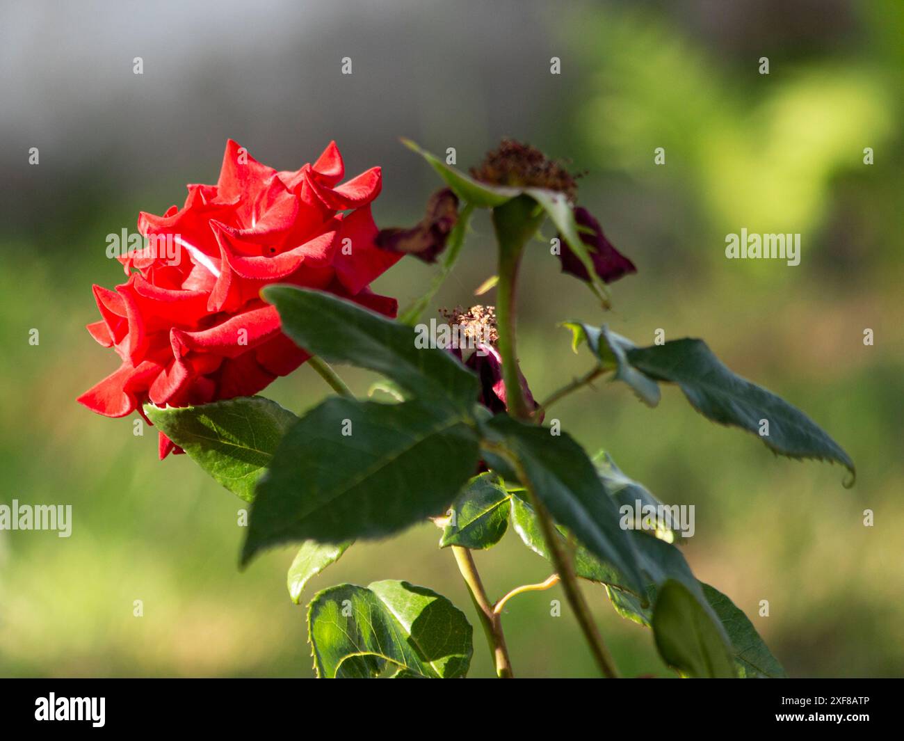 English garden flower hi-res stock photography and images - Alamy