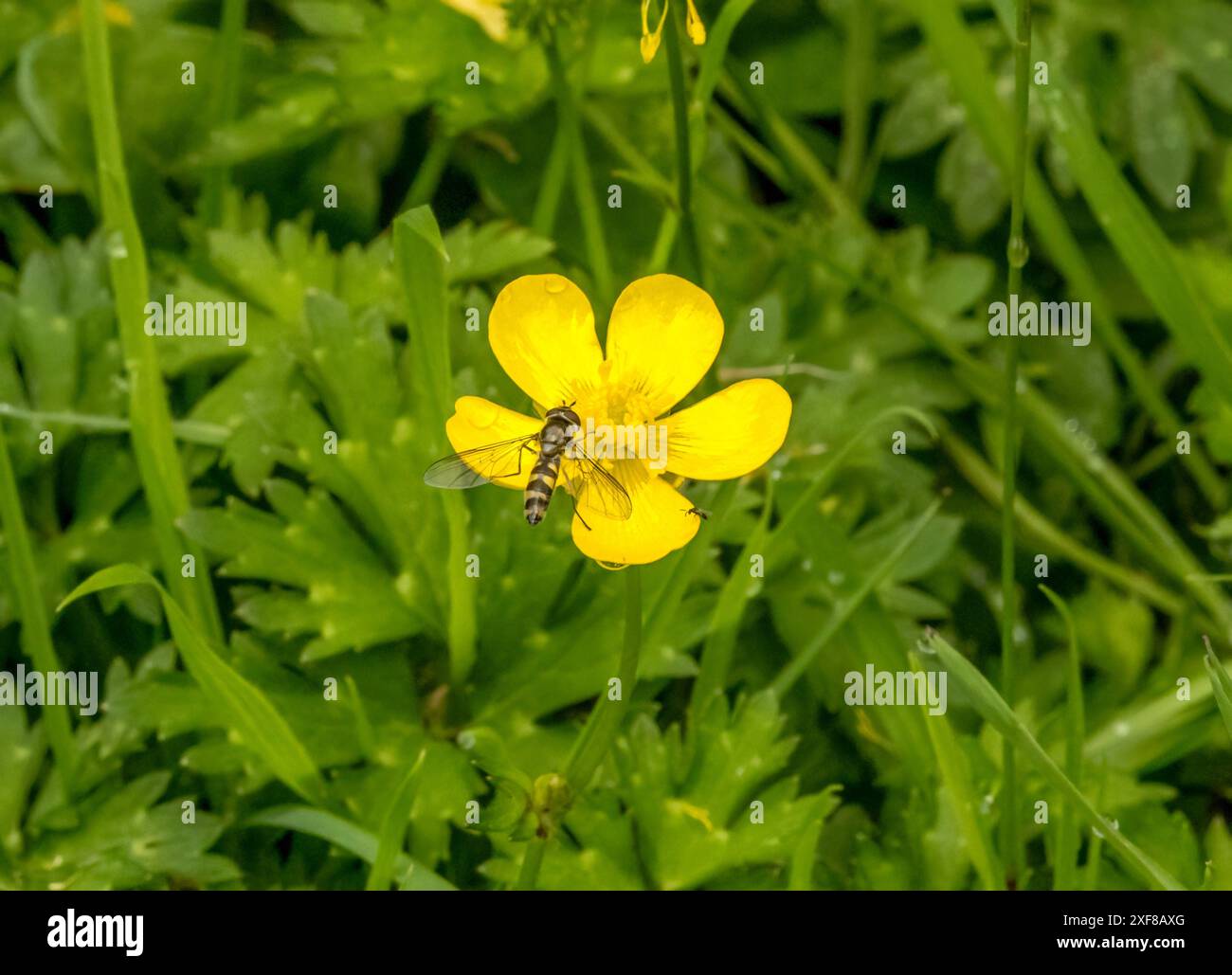 Close up macro of insect pollinator on a yellow buttercup flower Stock ...