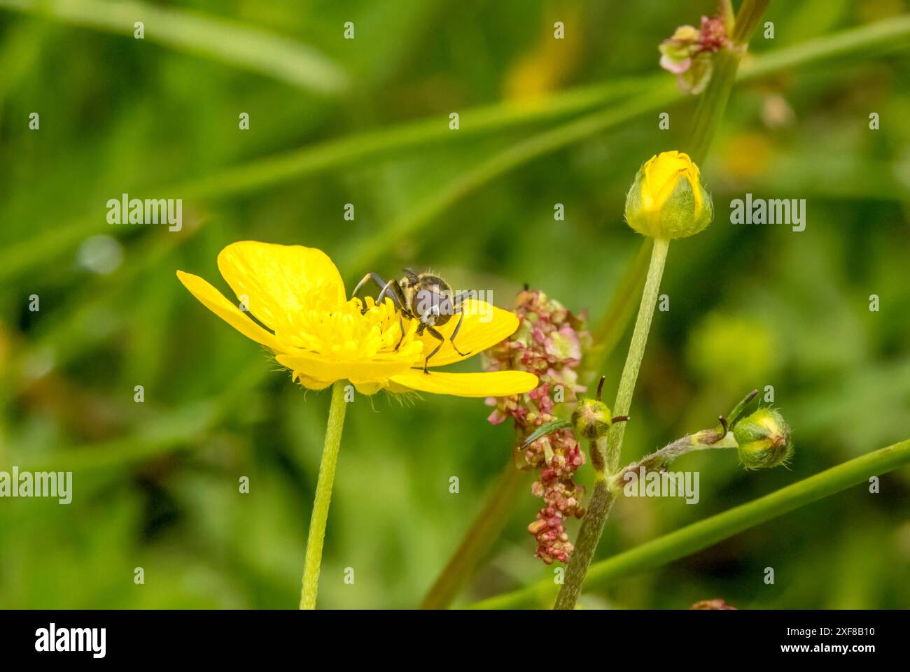 Close up macro of insect pollinator on a yellow buttercup flower Stock ...