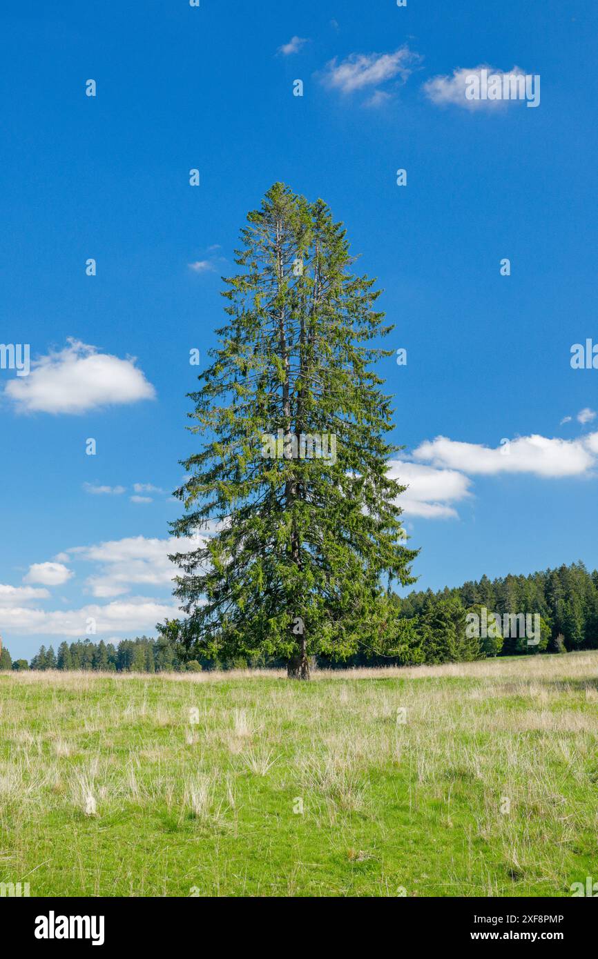 geography / travel, Large fir tree on meadow under blue skies near Les Breuleux, NO-EXCLUSIVE-USE FOR FOLDING-CARD-GREETING-CARD-POSTCARD-USE Stock Photo