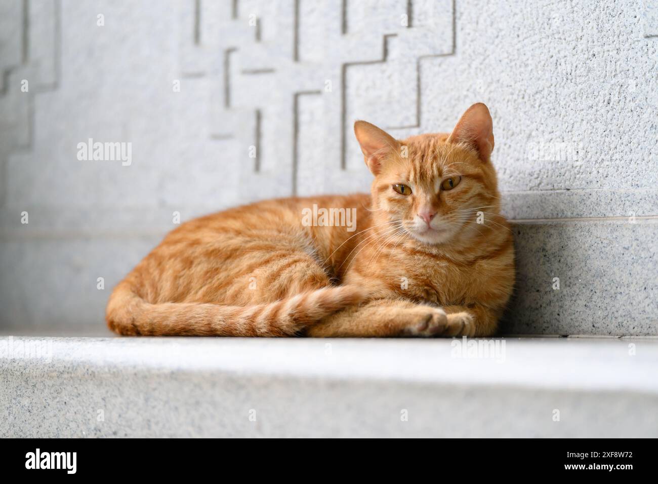 Orange tabby resting on his back. Stock Photo