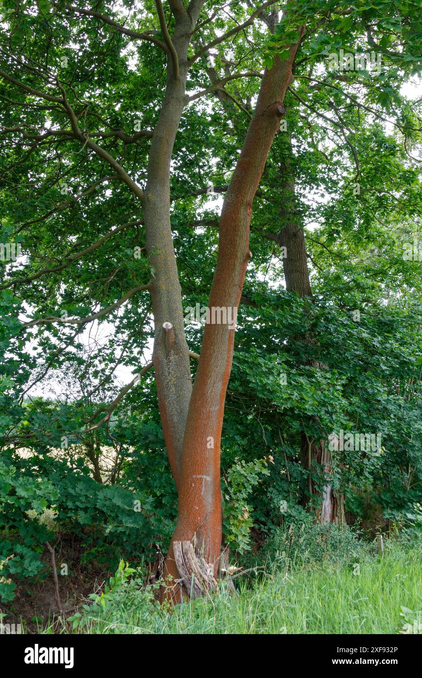 Tree trunks near Gatow, Berlin Stock Photo
