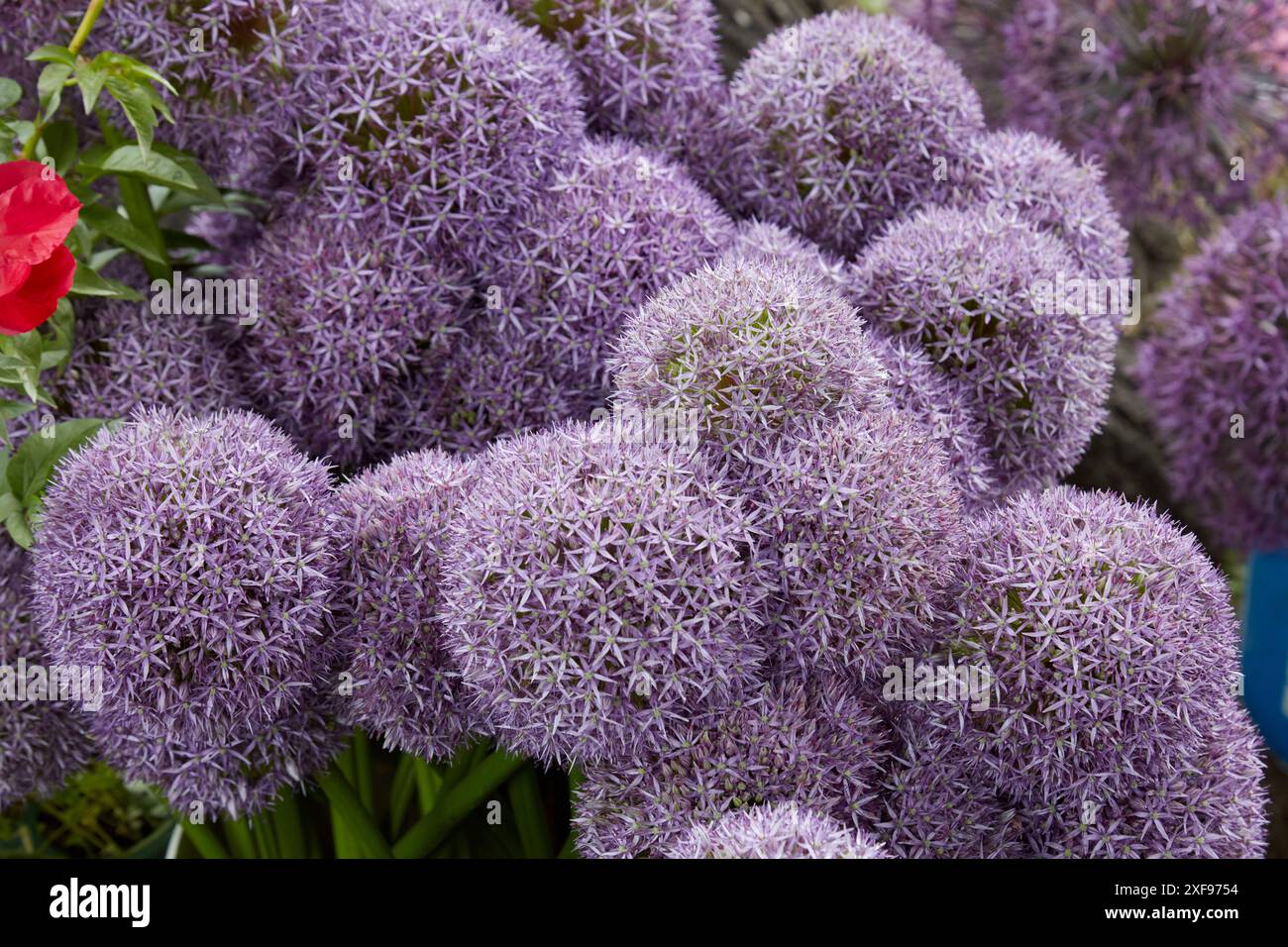 Allium purple flower onion purple hi-res stock photography and images ...