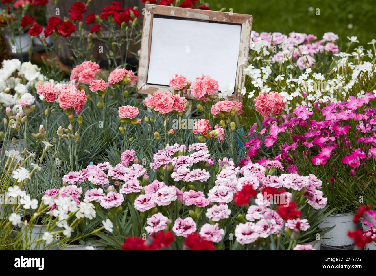 Dianthus, carnation plants with flowers in various colors in vases with