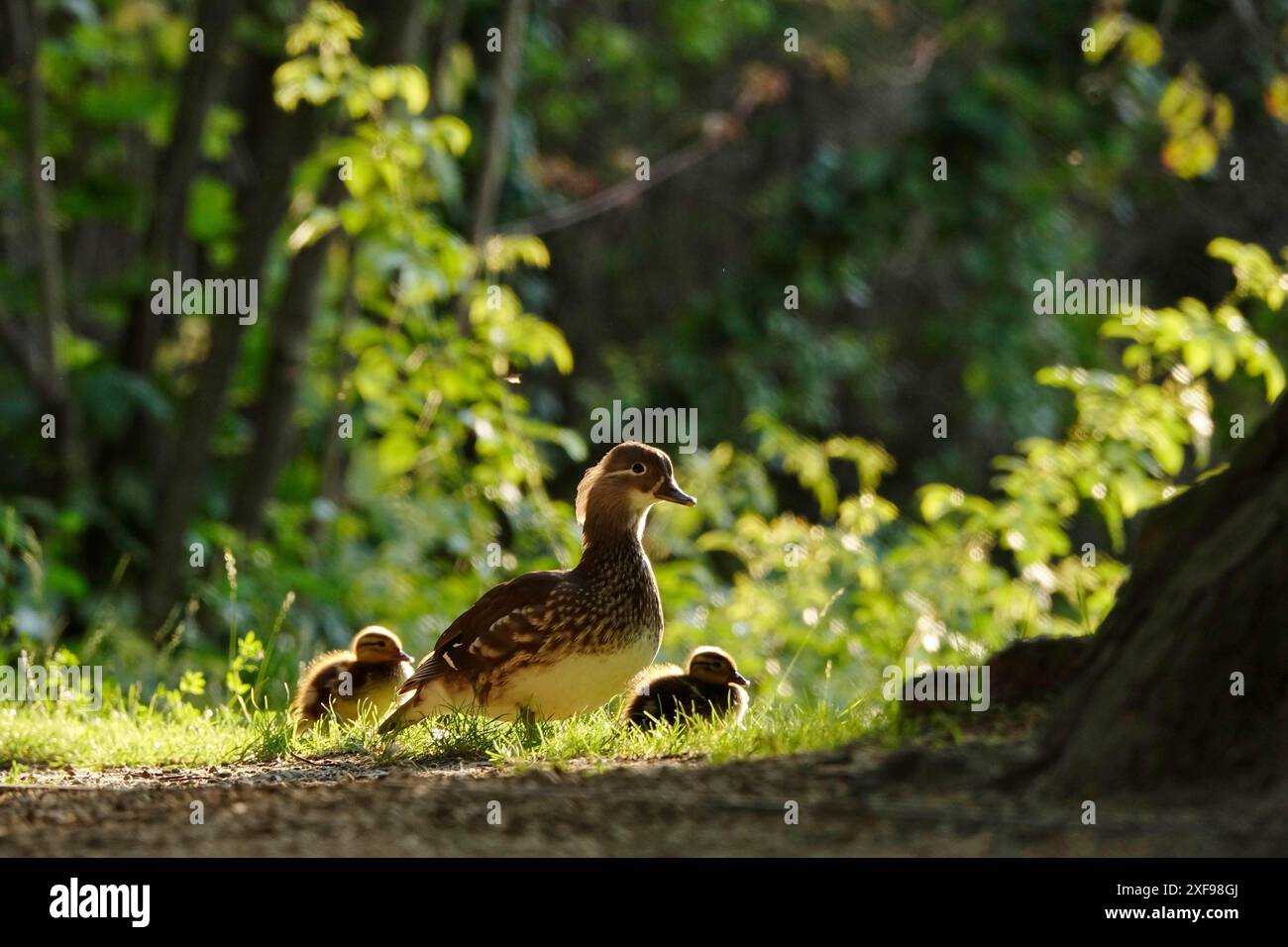 Mandarin duck with chicks, June, Germany Stock Photo