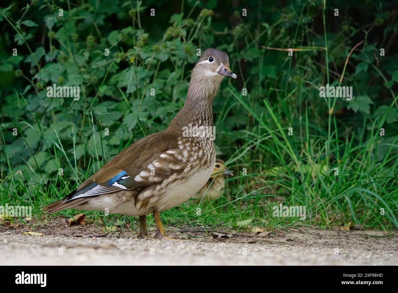 Mandarin duck with chicks, June, Germany Stock Photo