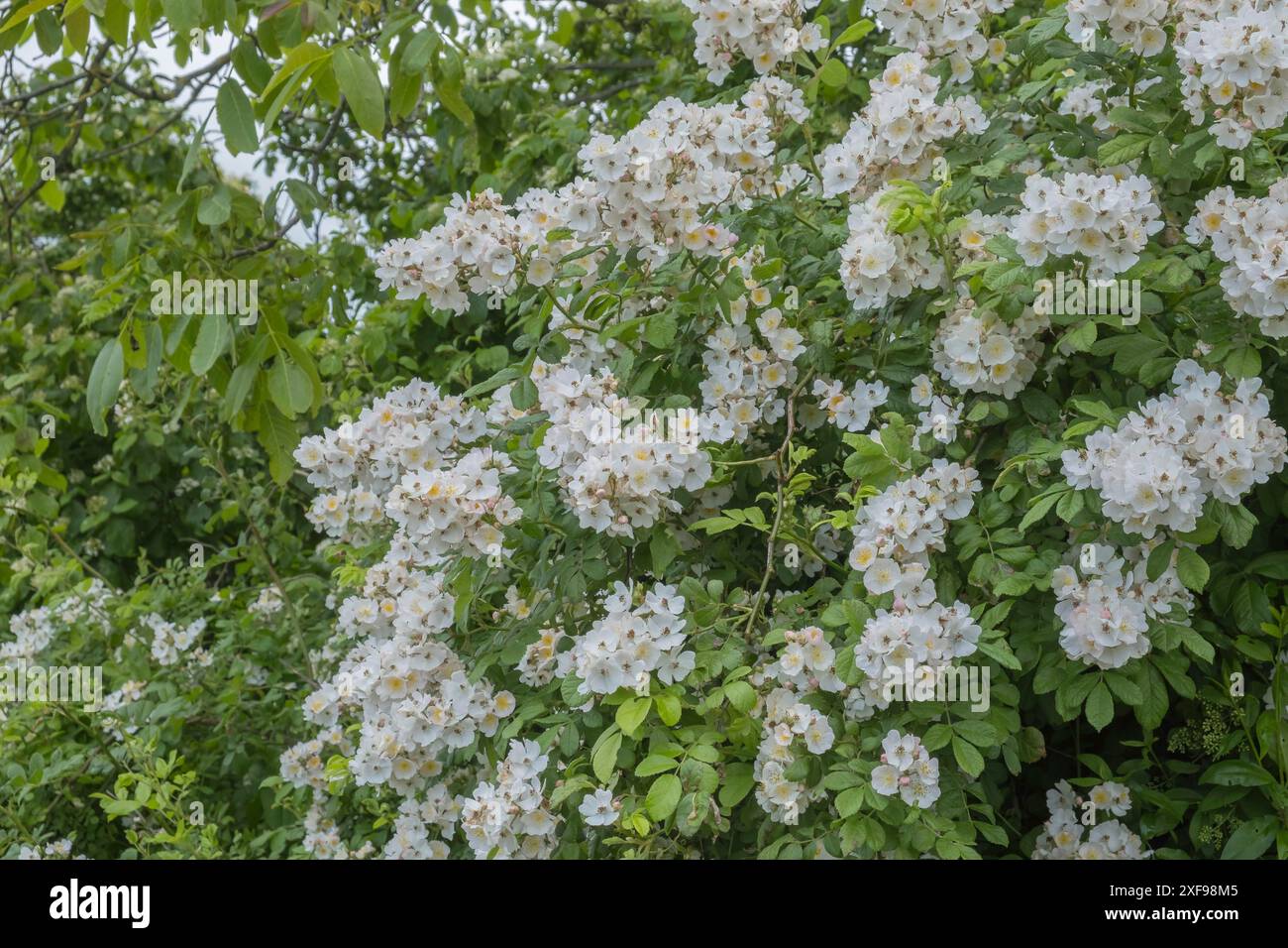 White rambling climbing rose hi-res stock photography and images - Alamy