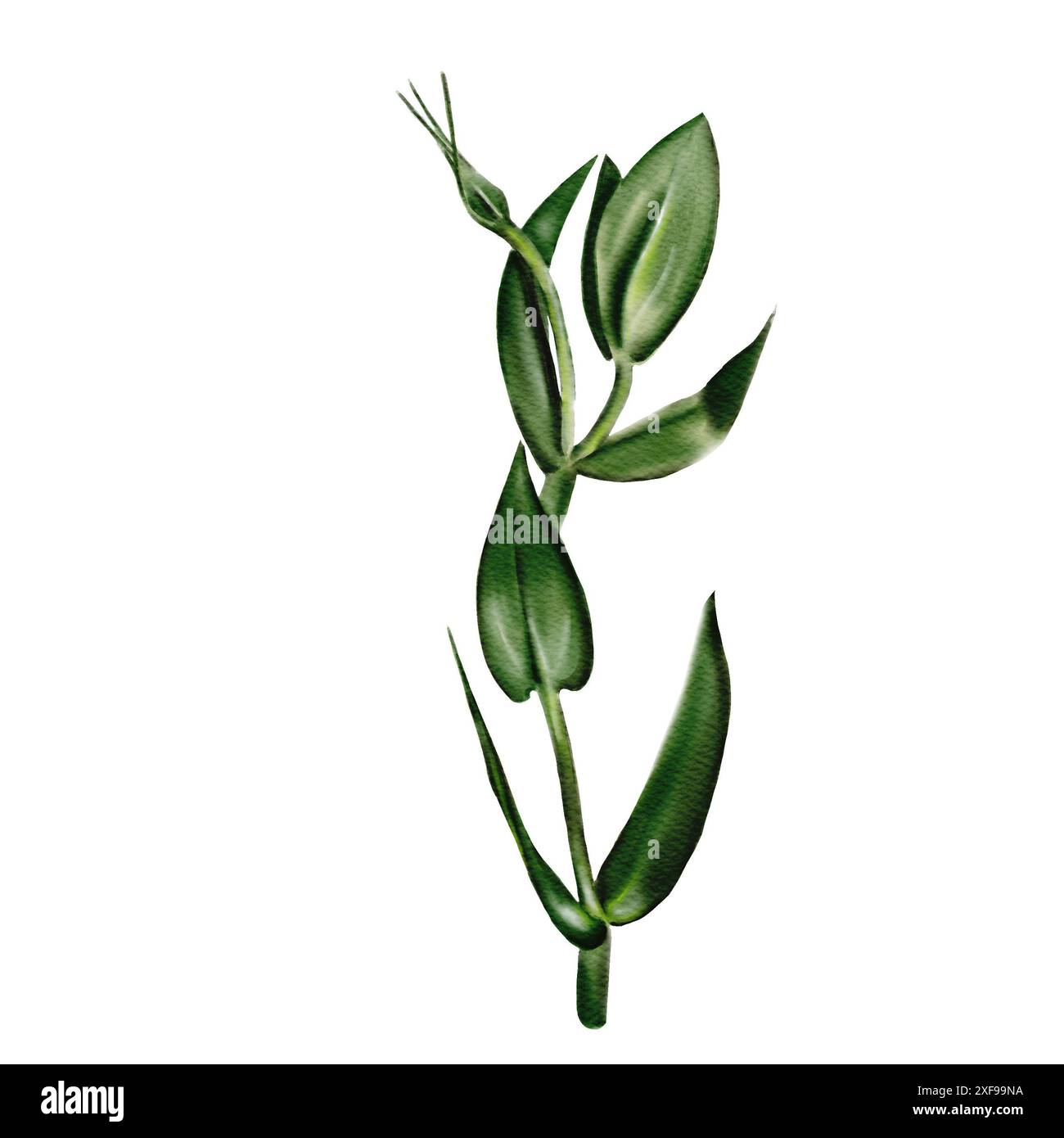 stem or branch with green leaves. Small closed bud at the top. Side ...