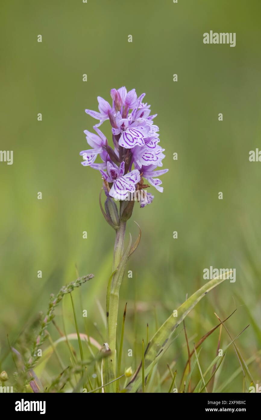 Heath Spotted-orchid in Dorset UK Stock Photo
