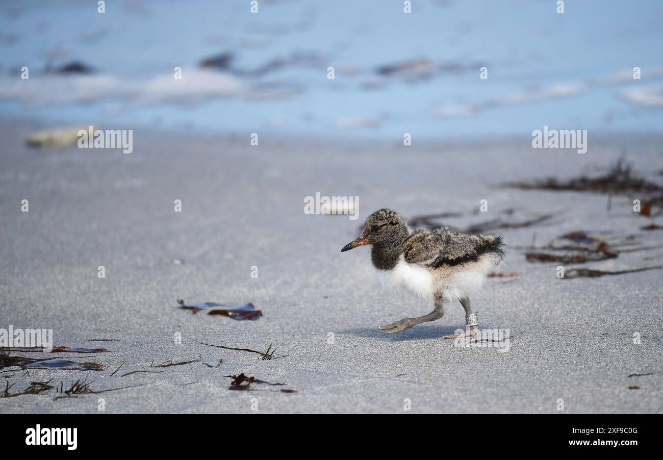 sexy chicks at the beach