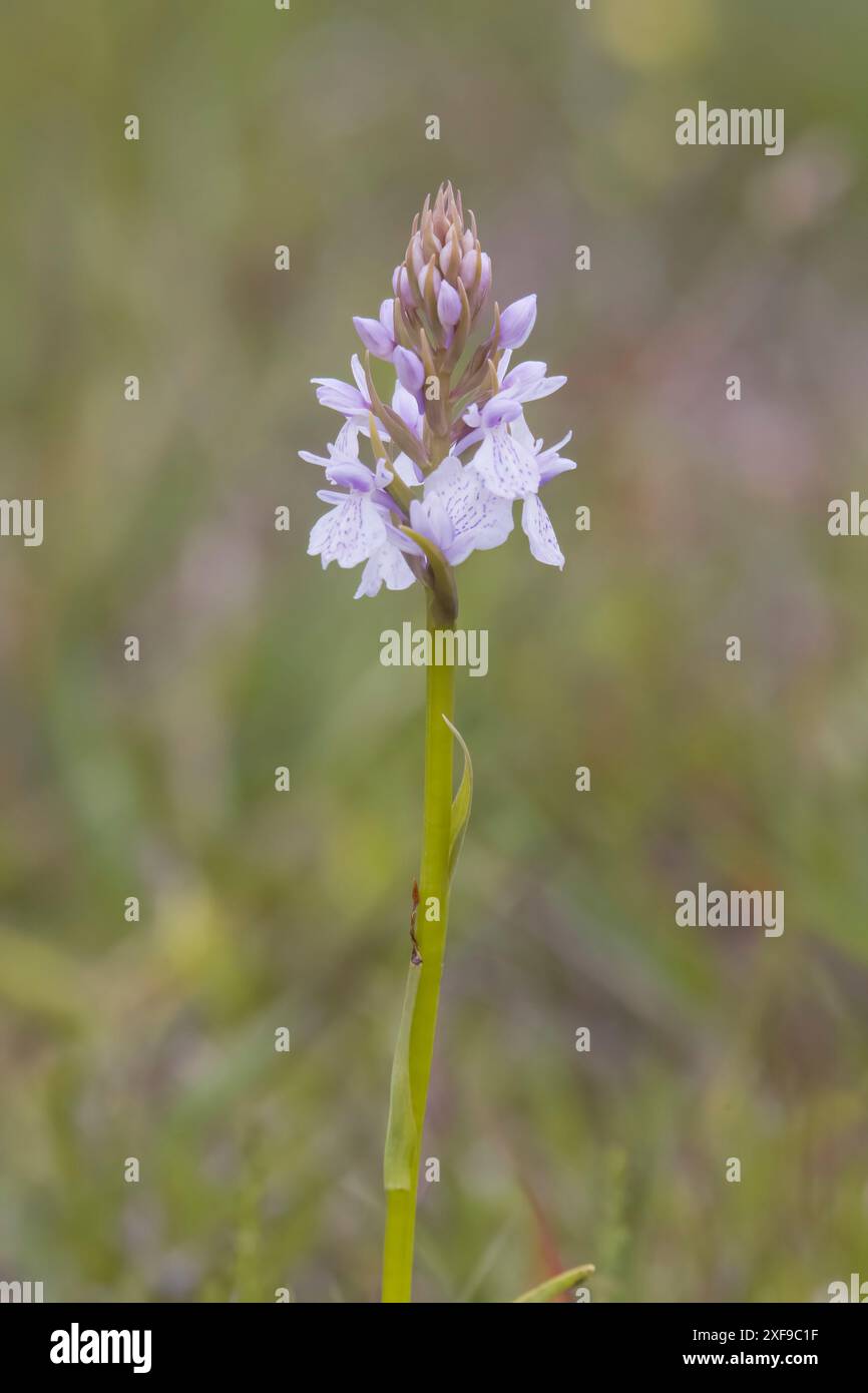 Heath Spotted-orchid in Dorset UK Stock Photo