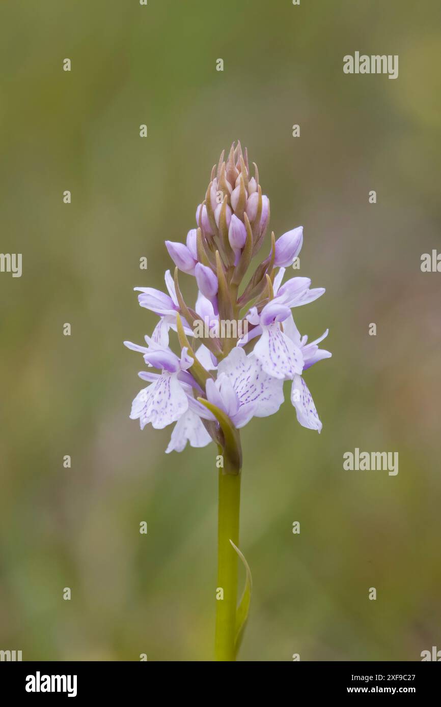 Heath Spotted-orchid in Dorset UK Stock Photo