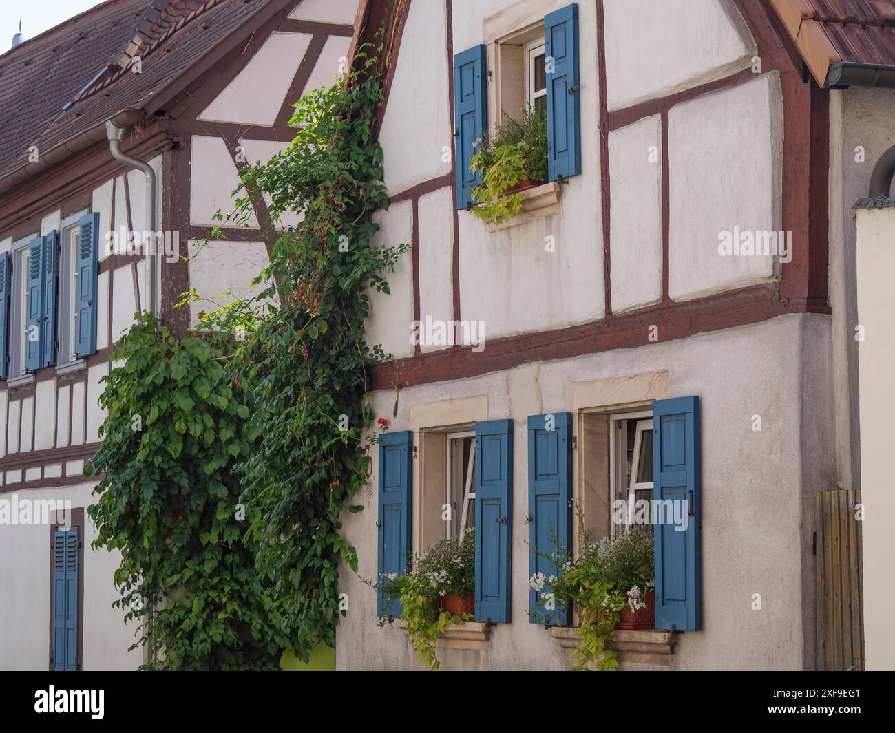 Half-timbered house with blue shutters, flower boxes and green climbing ...