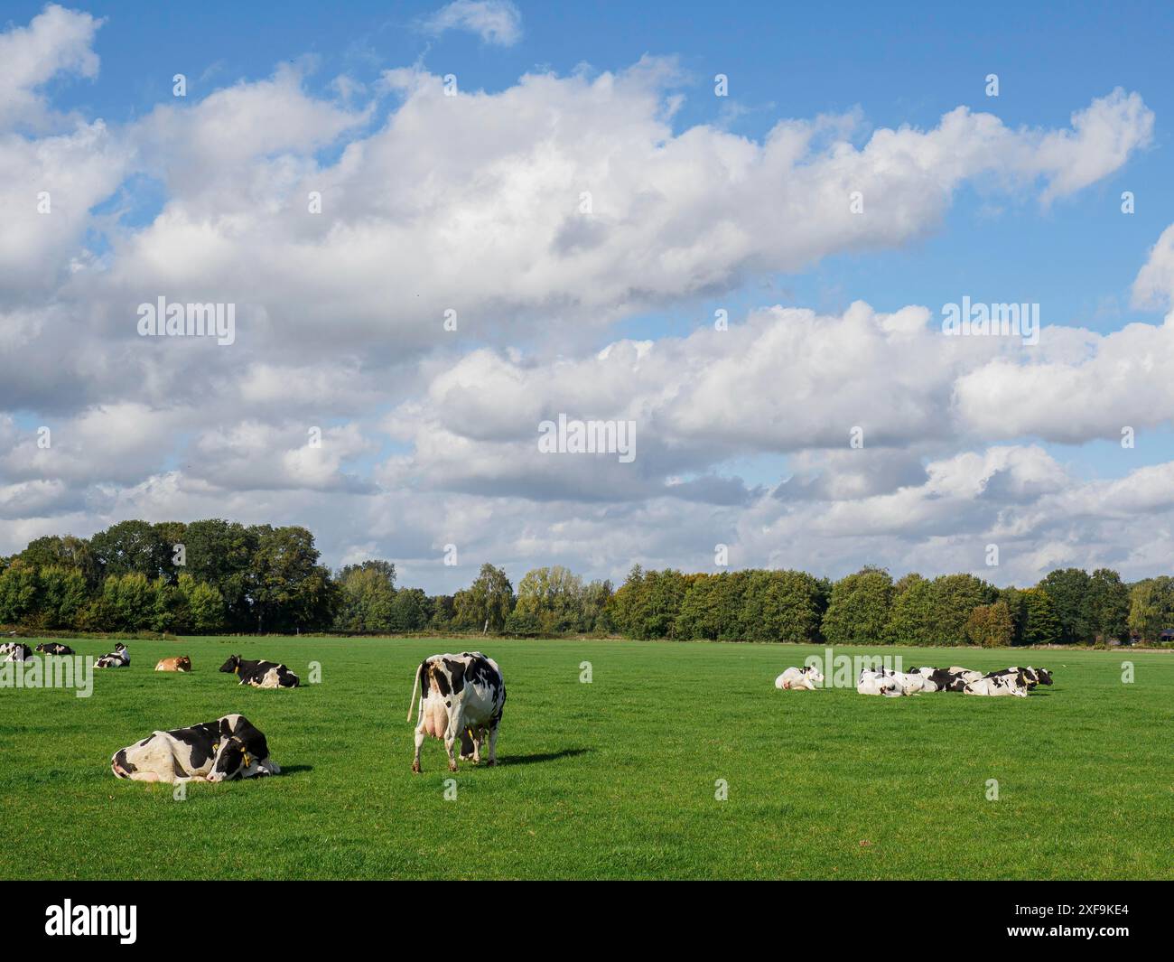 Cattle pasture under trees hi-res stock photography and images - Alamy