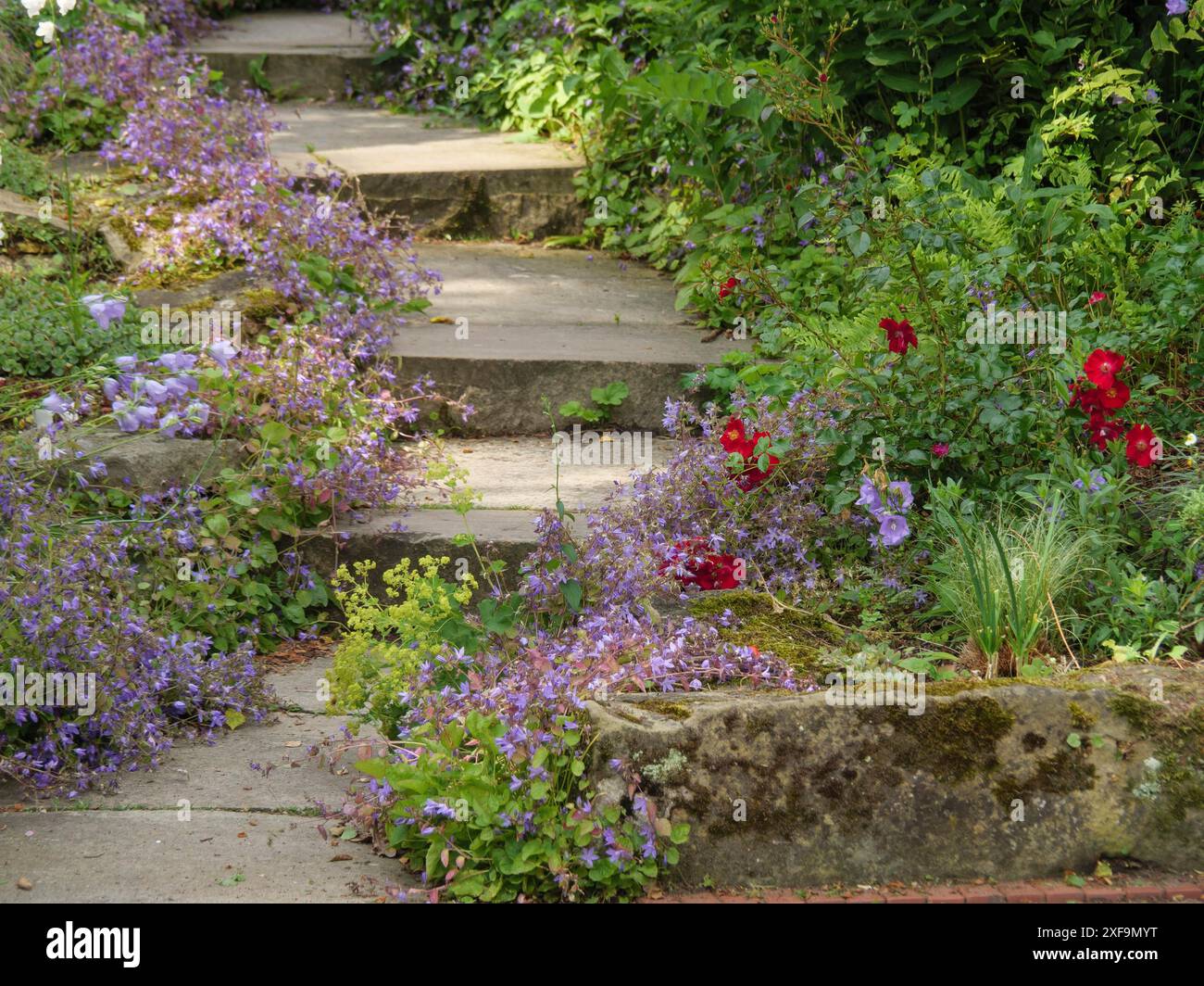 Stone steps in a garden, flanked by colourful flowers in bloom ...