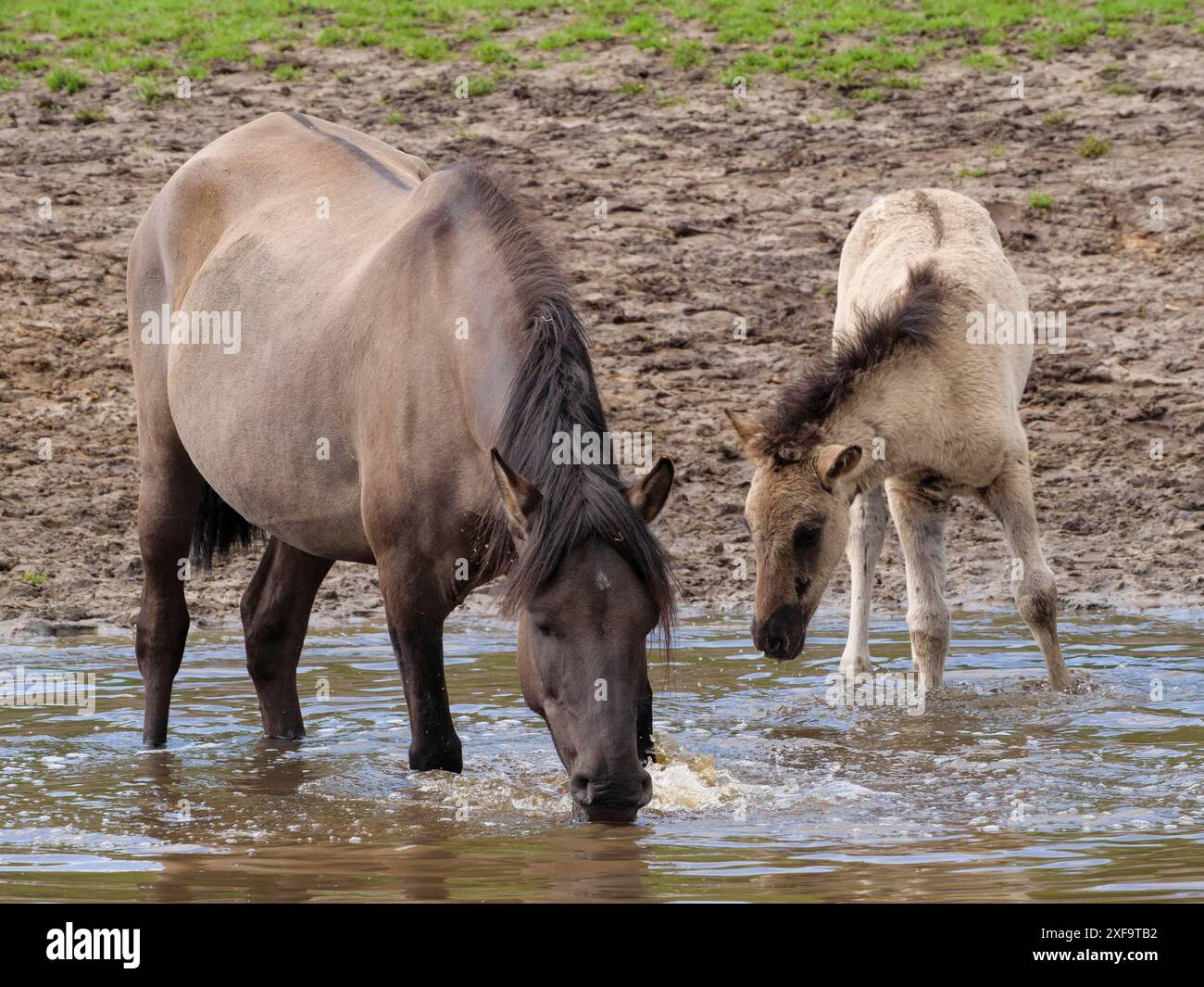 Two horses, one adult and one young, drinking water from a muddy ...