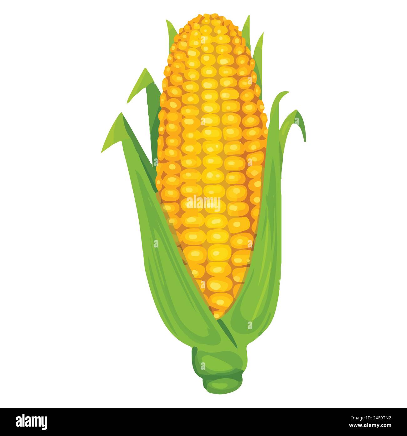 Fresh corn on the cob Stock Vector Images - Alamy