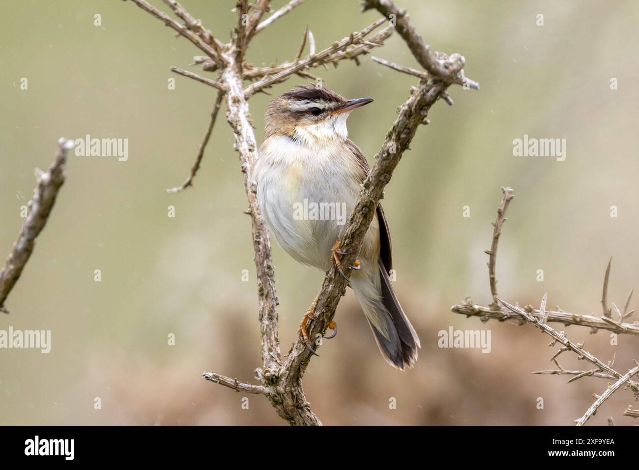 Sedge warbler, Acrocephalus schoenobaenus, Pembrokeshire, Wales, UK Stock Photo