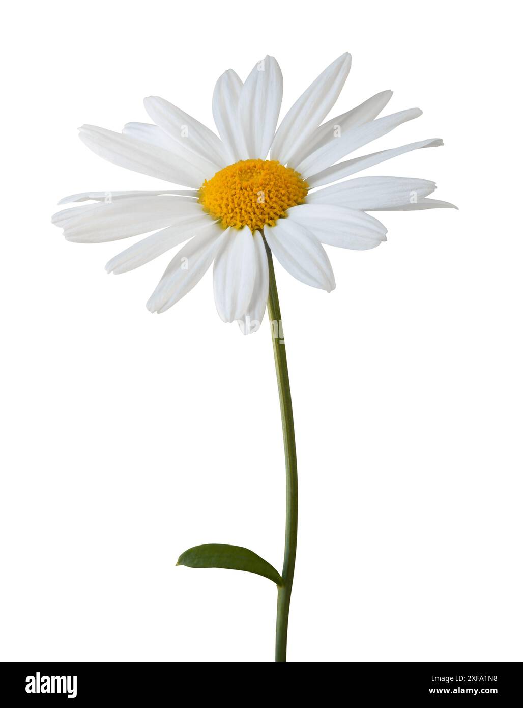 Lovely white Daisy (Marguerite) isolated on white background, including clipping path. Stock Photo