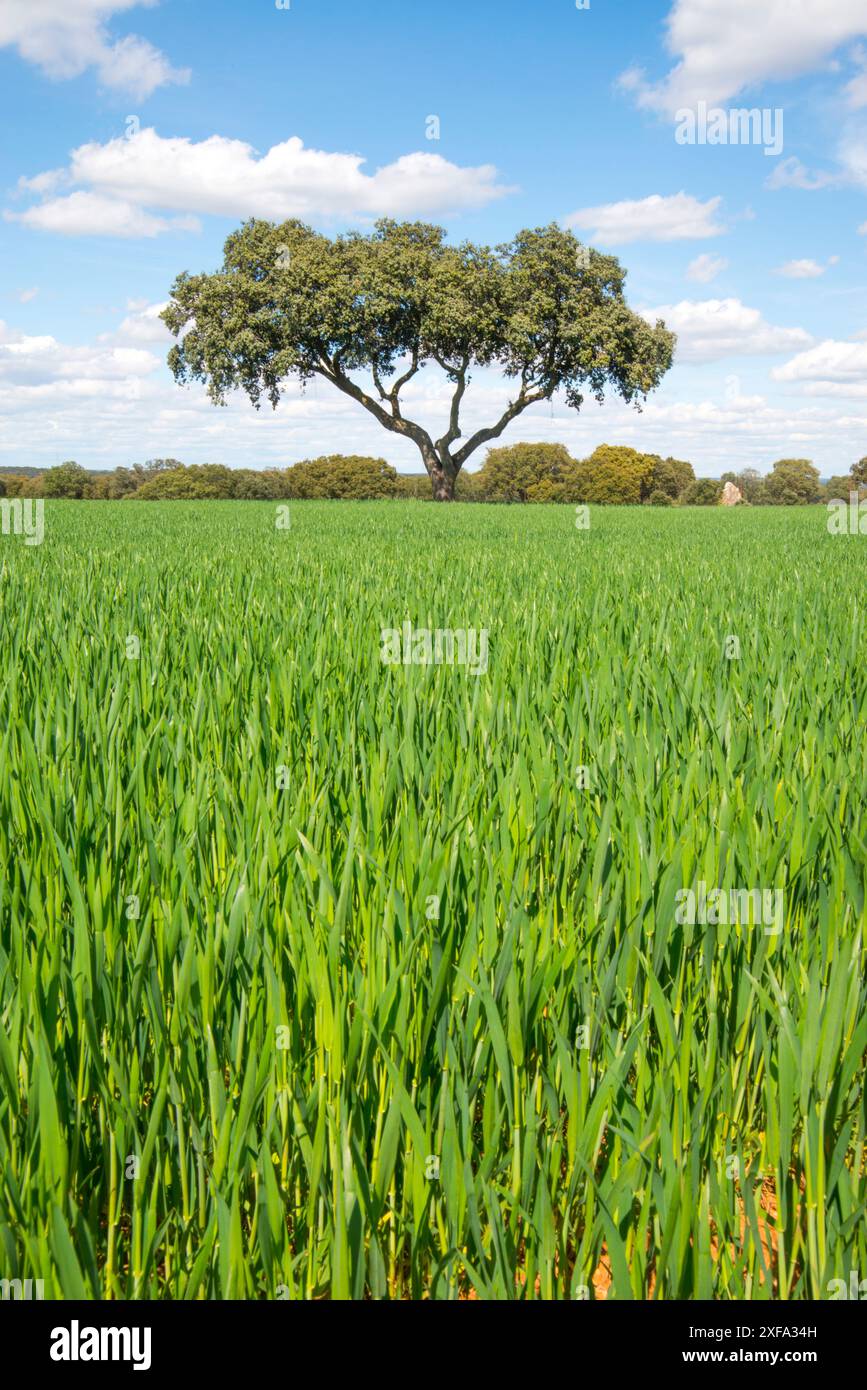 Meadow. Madrid province, Spain. Stock Photo