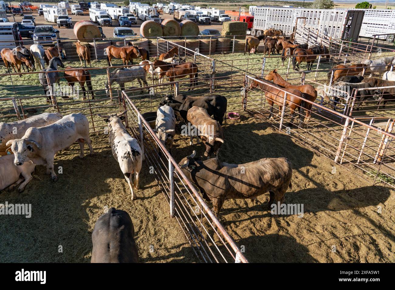 Bareback bronc riding hi-res stock photography and images - Alamy