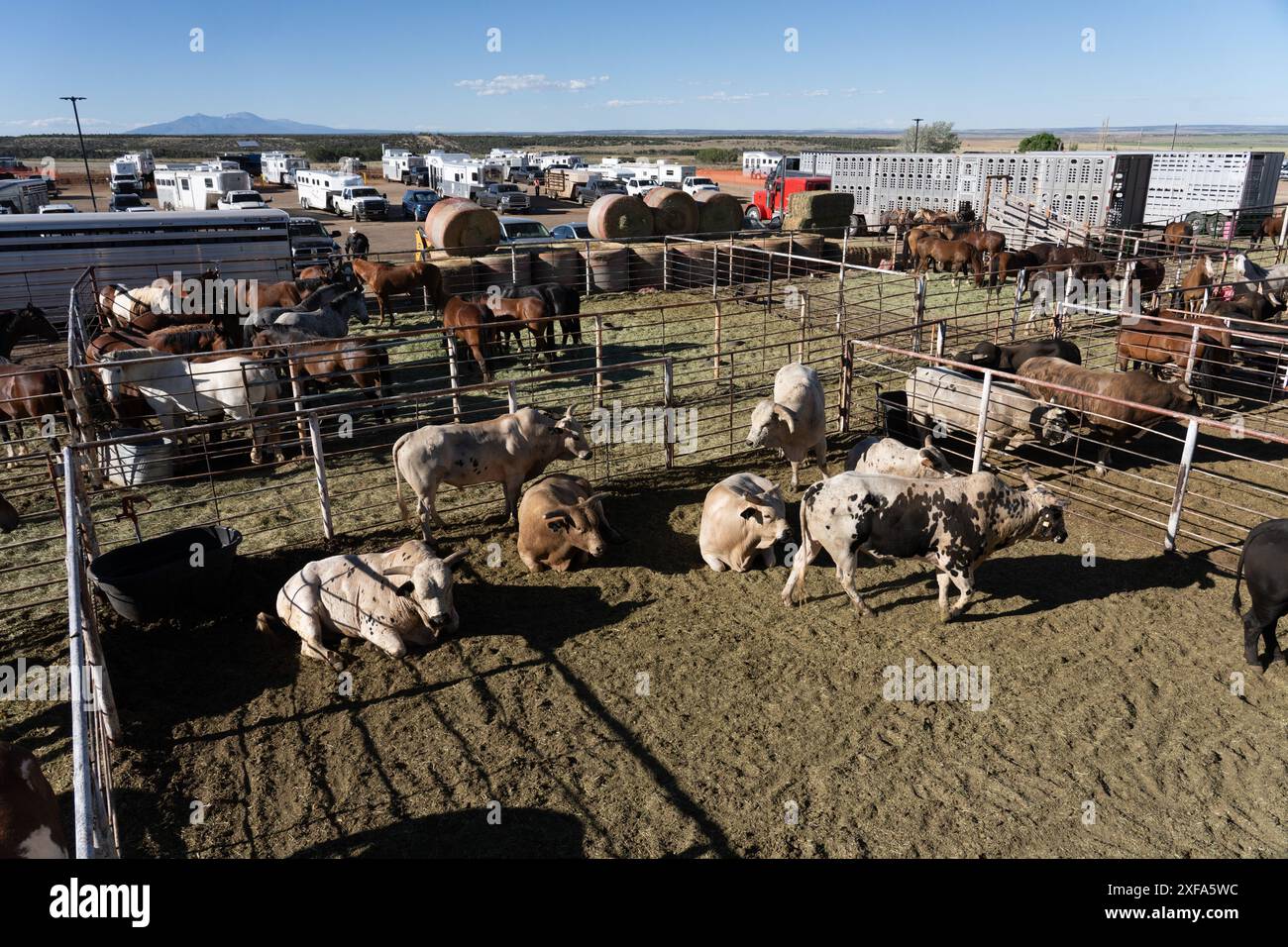Bareback bronc riding hi-res stock photography and images - Alamy