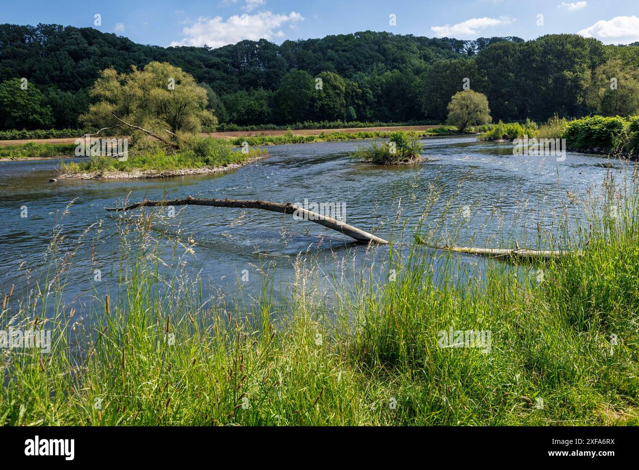 the renaturalized and redesigned Lenne river in Hagen, Ruhr Area, North Rhine-Westphalia, Germany. die renaturierte und umgestaltete Lenne in Hagen, R Stock Photo