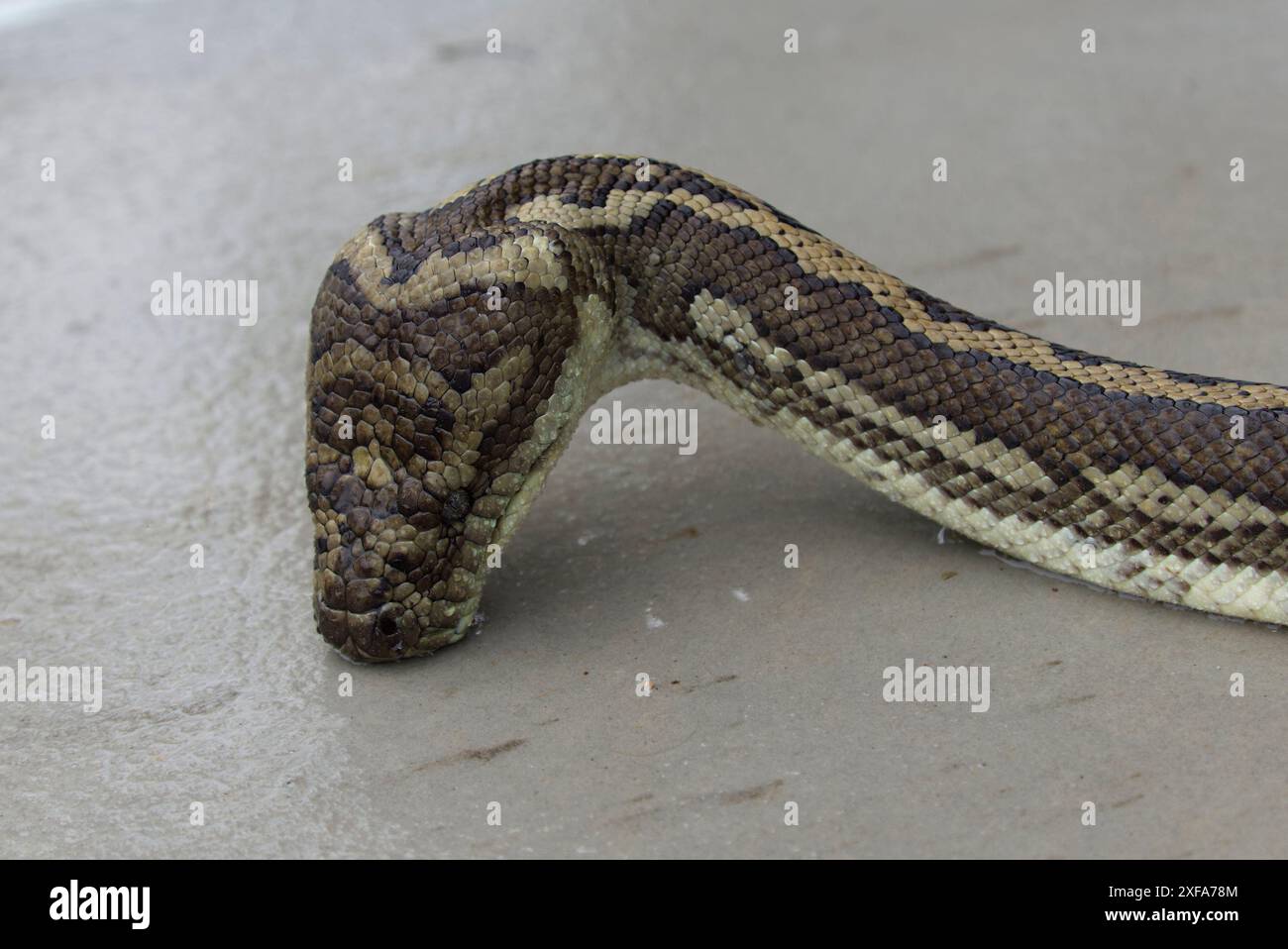 A adult coastal carpet python is seen in an outdoor setting. The snake is drinking from a water source, its head extended towards the water. Stock Photo