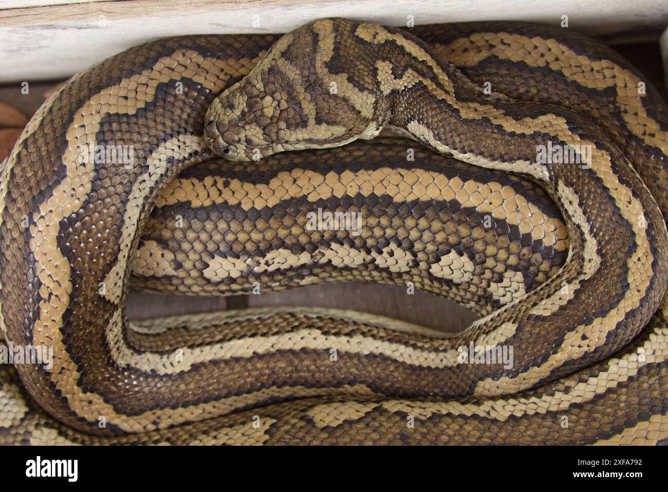The image showcases a 2.6 metre Coastal Carpet Python snake coiled up ...