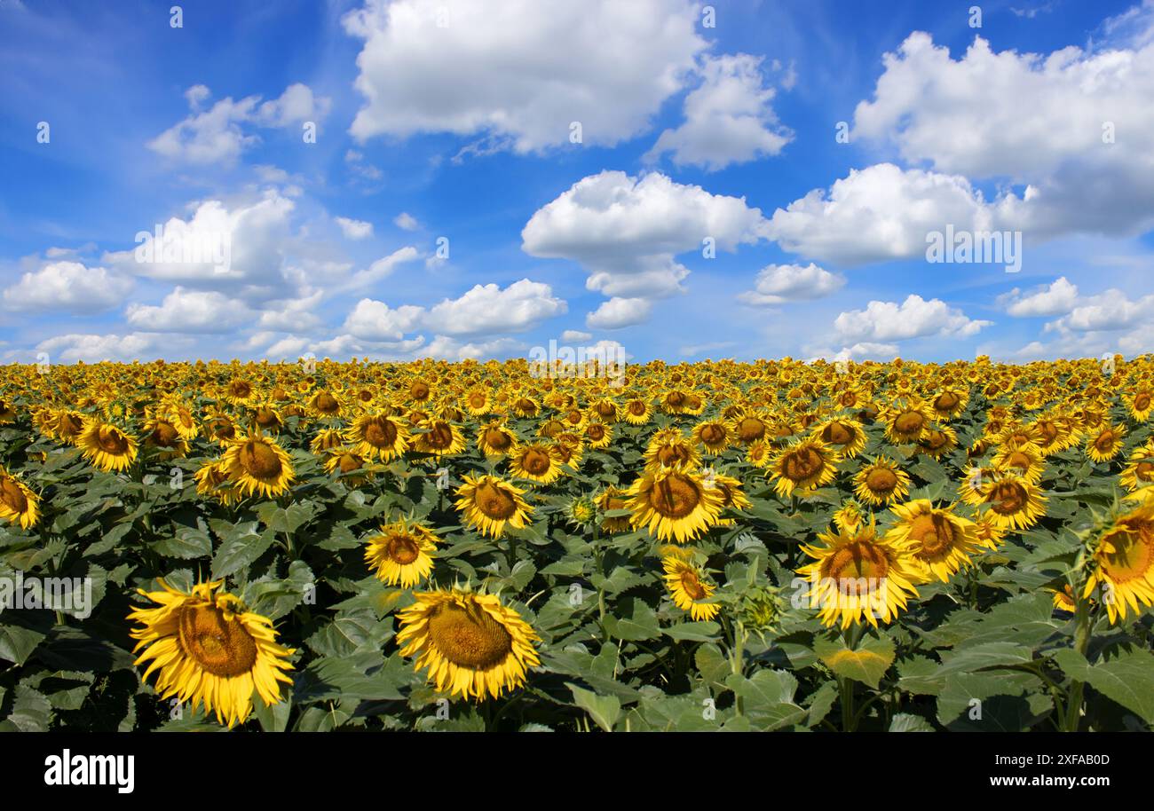 Sunflower field under clear blue summer sky Stock Photo - Alamy