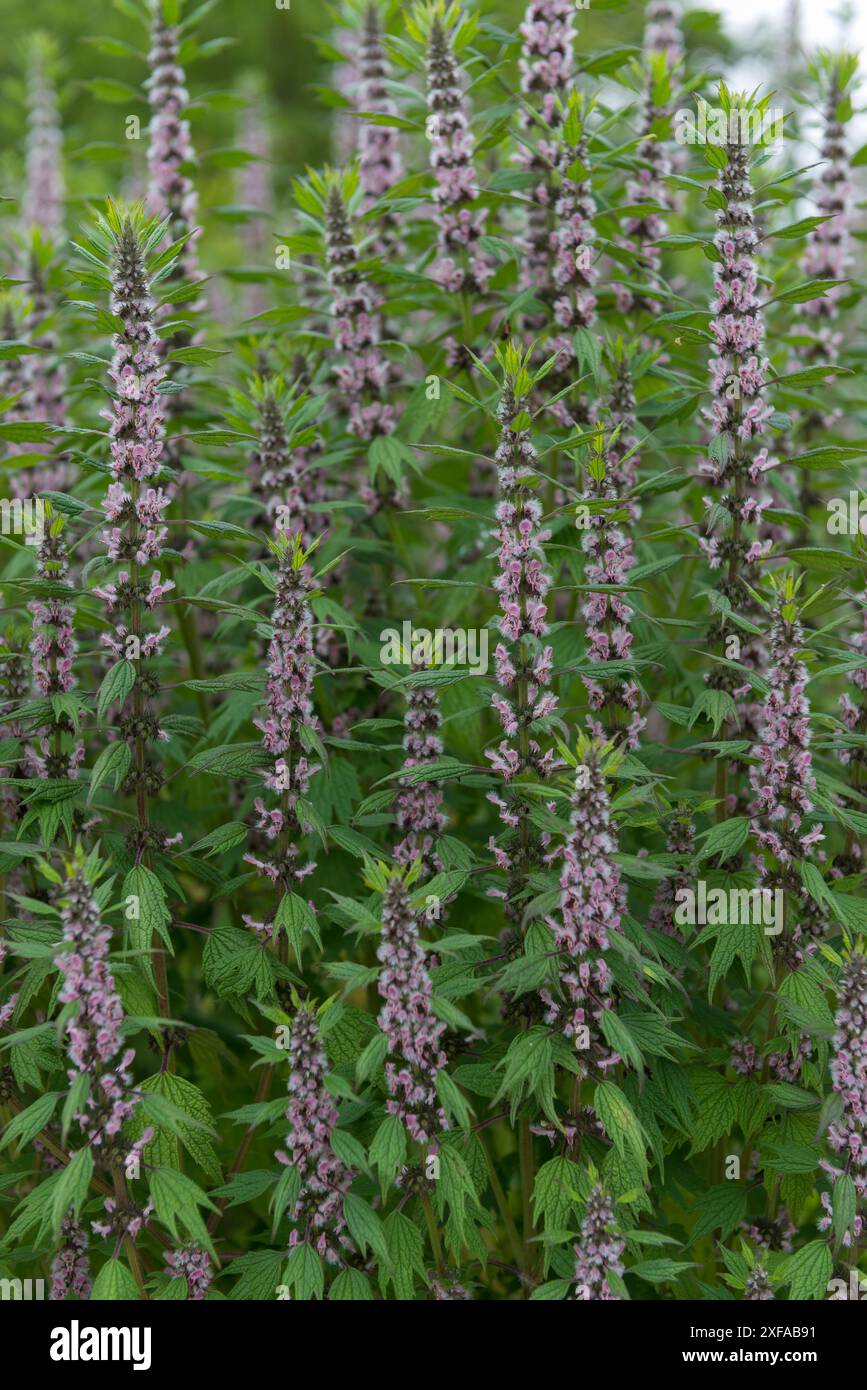 Tall pink wildflowers hi-res stock photography and images - Alamy