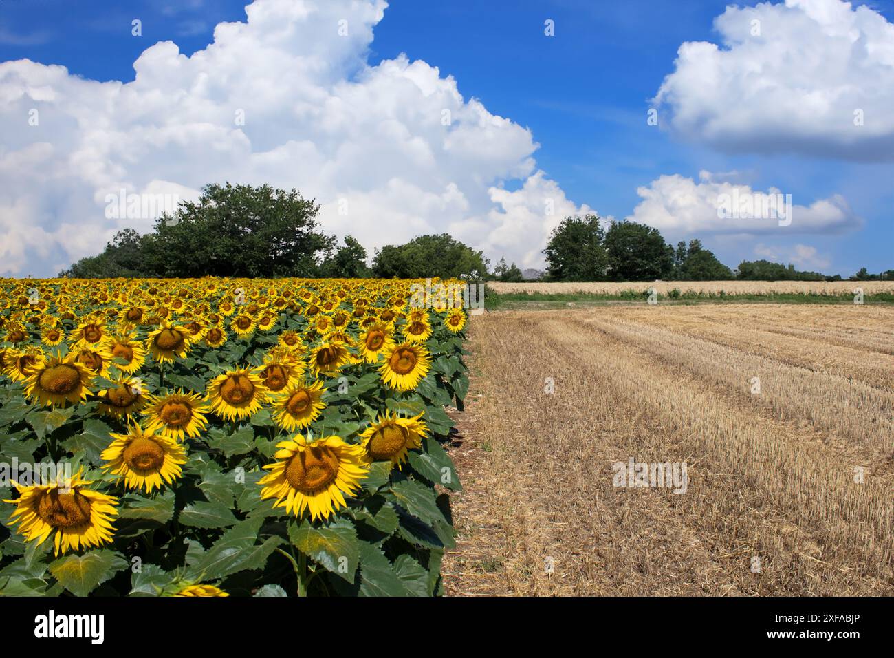Sunflower field under clear blue summer sky Stock Photo - Alamy