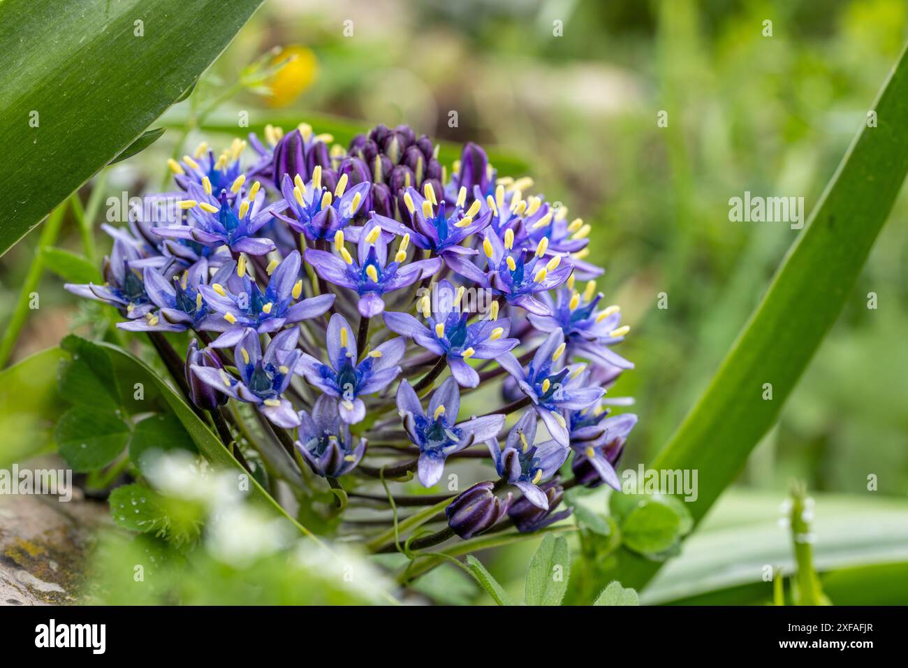 Cuban National Flowers