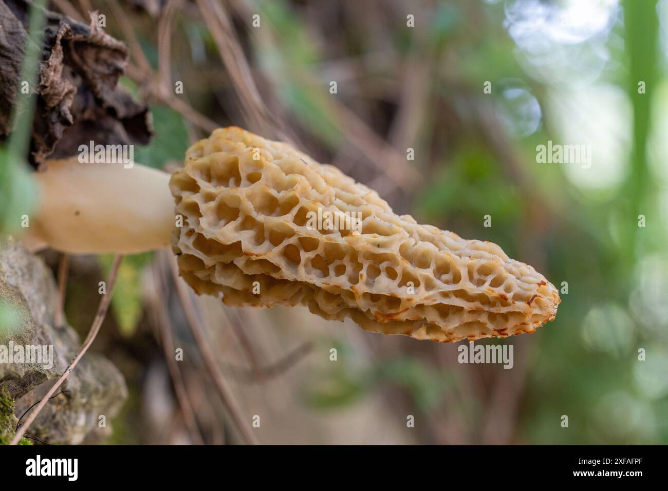 Edible mushrooms, Common morel fungus Morchella esculenta. Spring