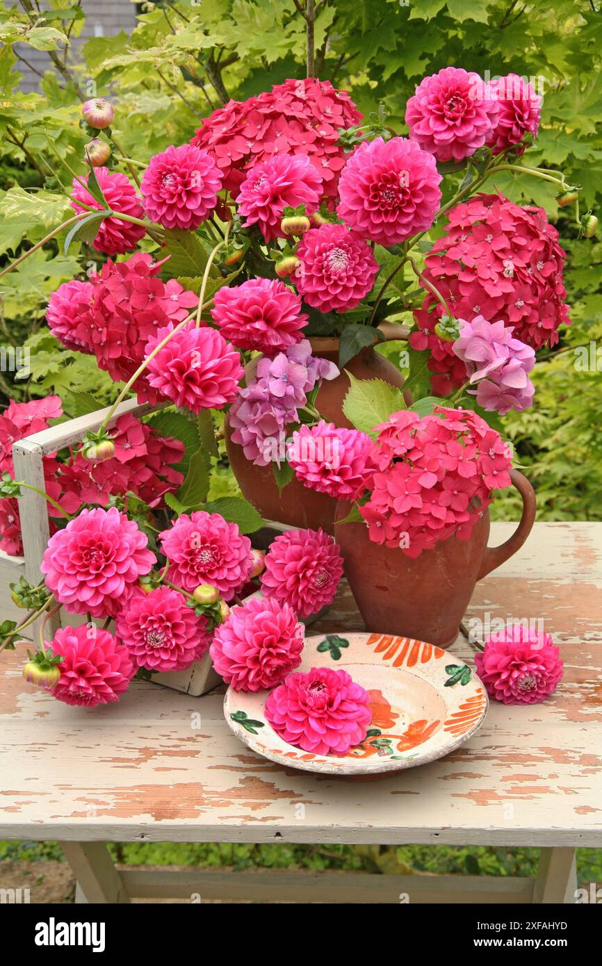 Dahlias available hi-res stock photography and images - Alamy