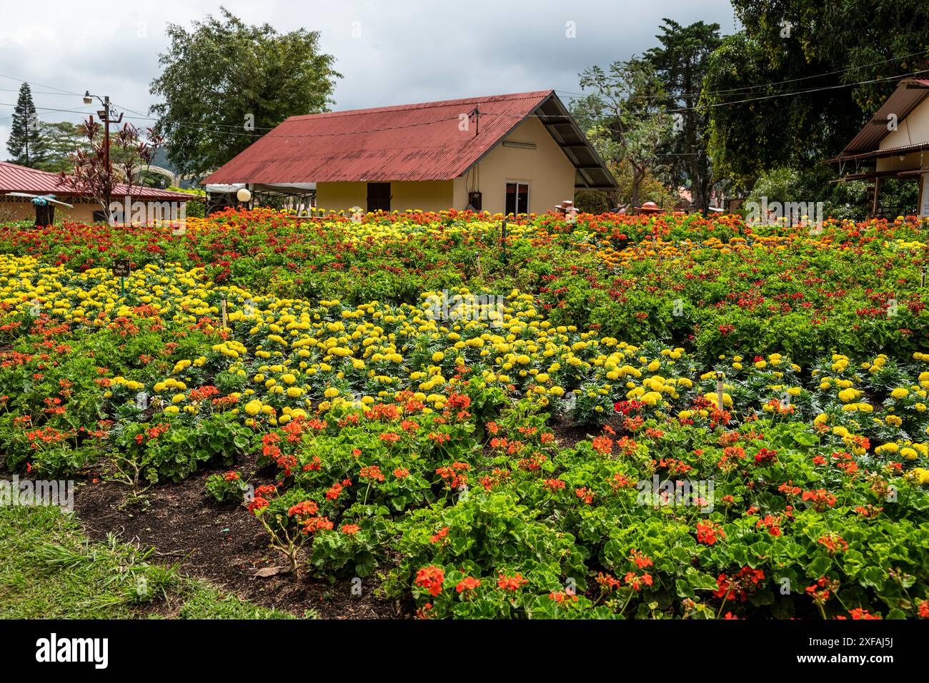 Colourful garden and nursery along the river in Boquete, a small mountain town in the Province of Chiriquí, Panama Stock Photo