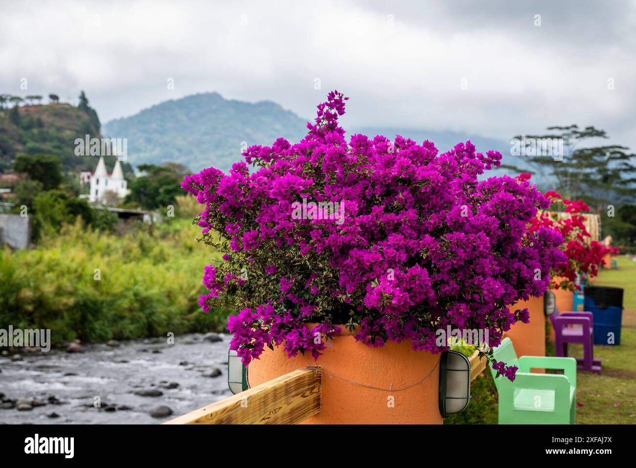 Bougainvillea flowers in  Colourful garden and nursery along the river in Boquete, a small mountain town in the Province of Chiriquí, Panama Stock Photo