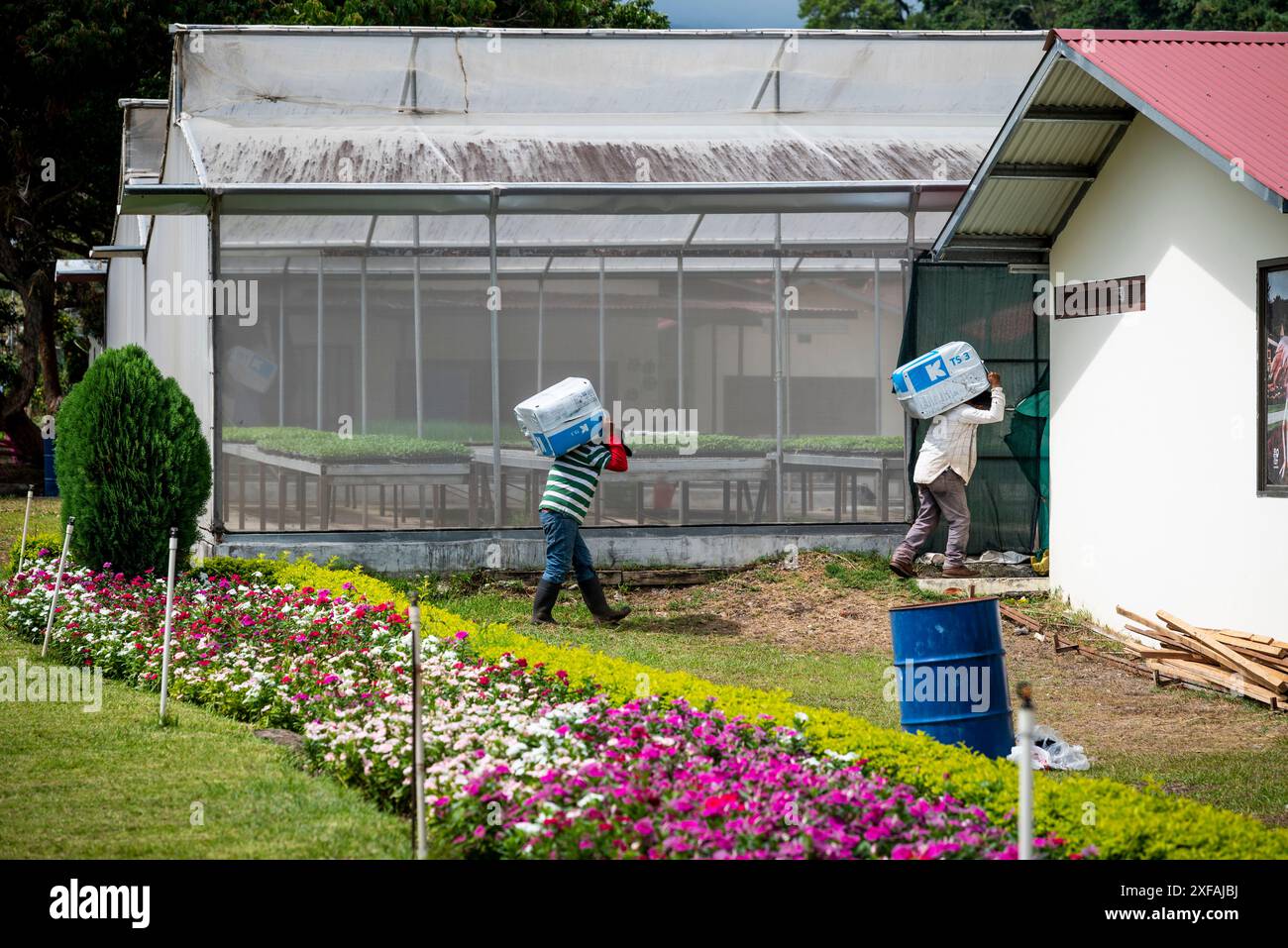 Men carrying heavy boxes on their backs in a flower nursery,  Boquete, a small mountain town in the Province of Chiriquí, Panama Stock Photo