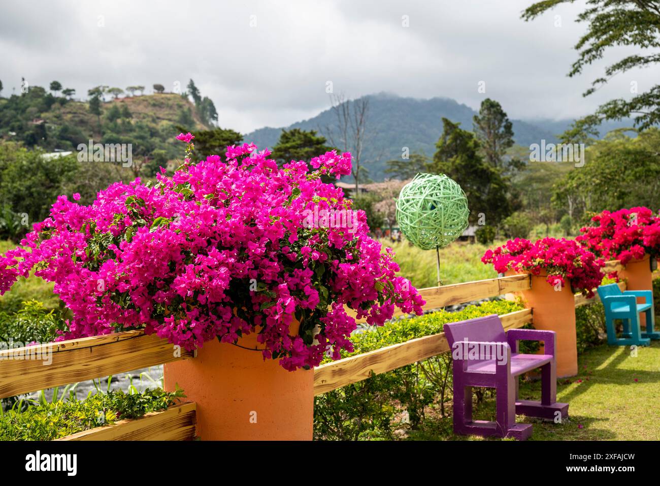 Bougainvillea flowers in  Colourful garden and nursery along the river in Boquete, a small mountain town in the Province of Chiriquí, Panama Stock Photo