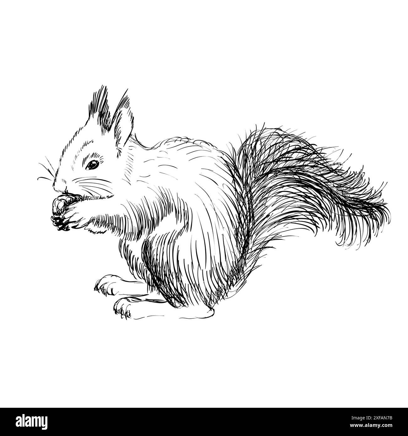 Squirrel with a fluffy tail. Hand drawn illustration Stock Vector Image