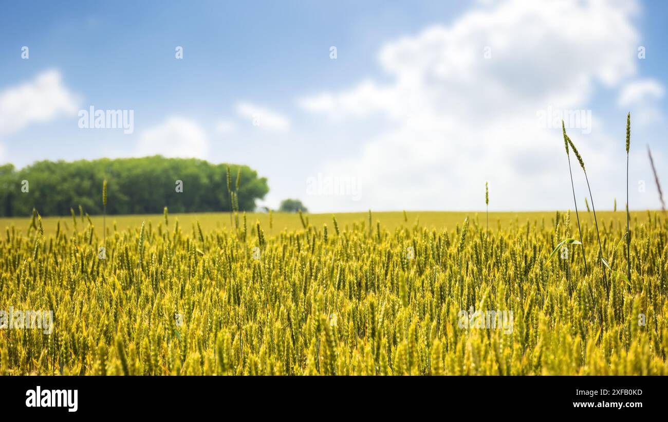 wheat field on a sunny summer day. rural landscape of slovakia. european agricultural background Stock Photo