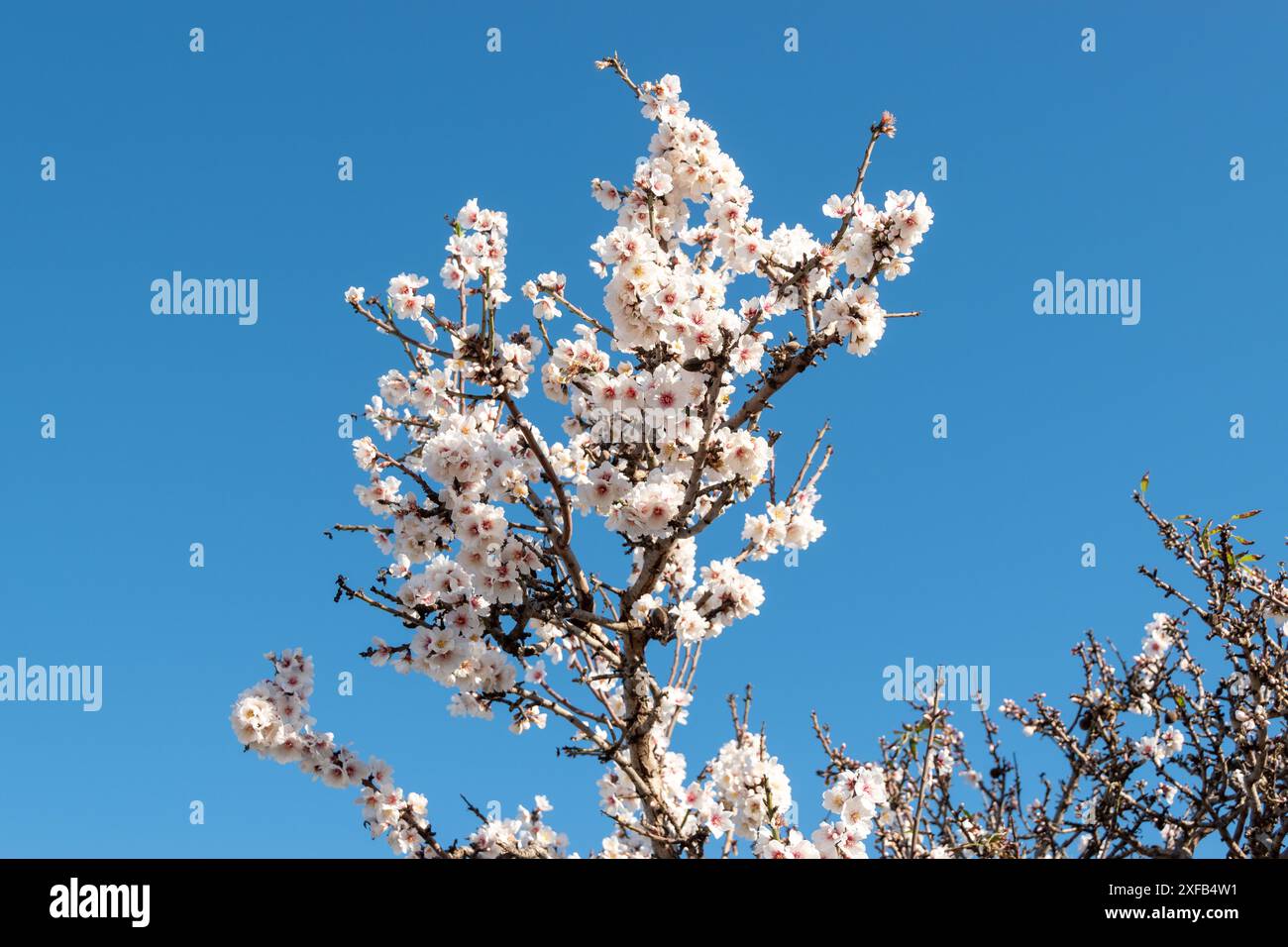 almond blossom Stock Photo