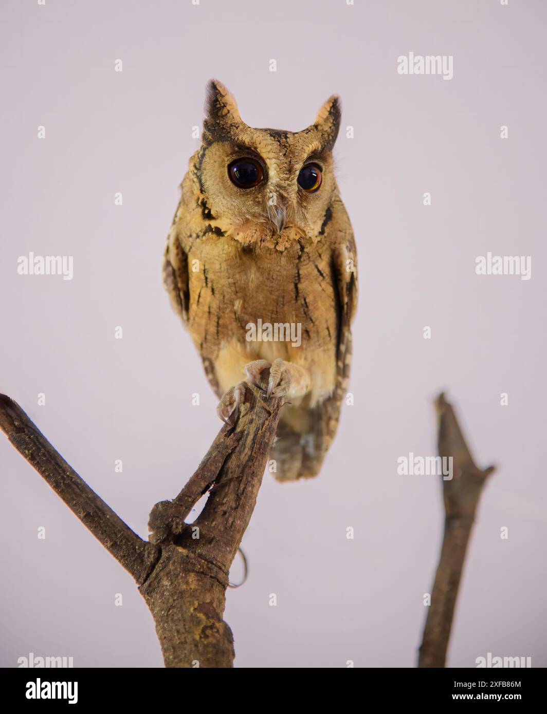 Unveiling Nature's Hidden Secrets: The Enigmatic, Mysterious, and ...