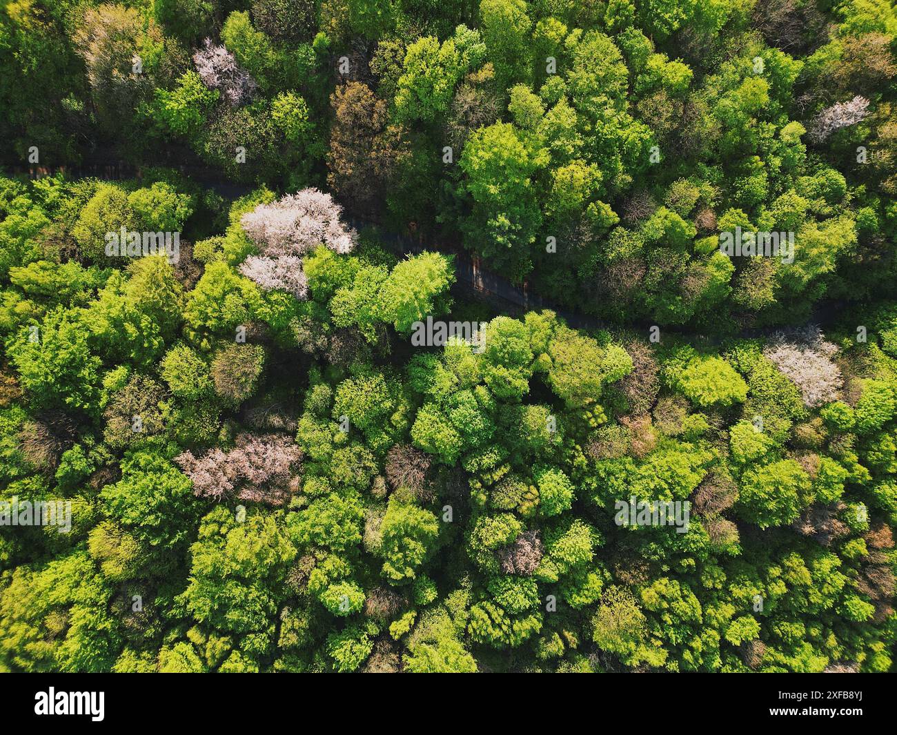 An aerial view of a dense forest with lush green foliage and blooming ...