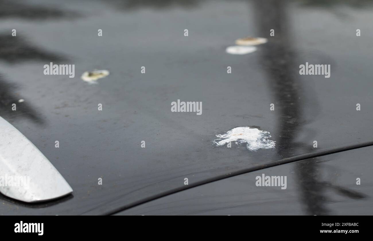 Bird droppings on the paintwork of a gray car. Concept of paint