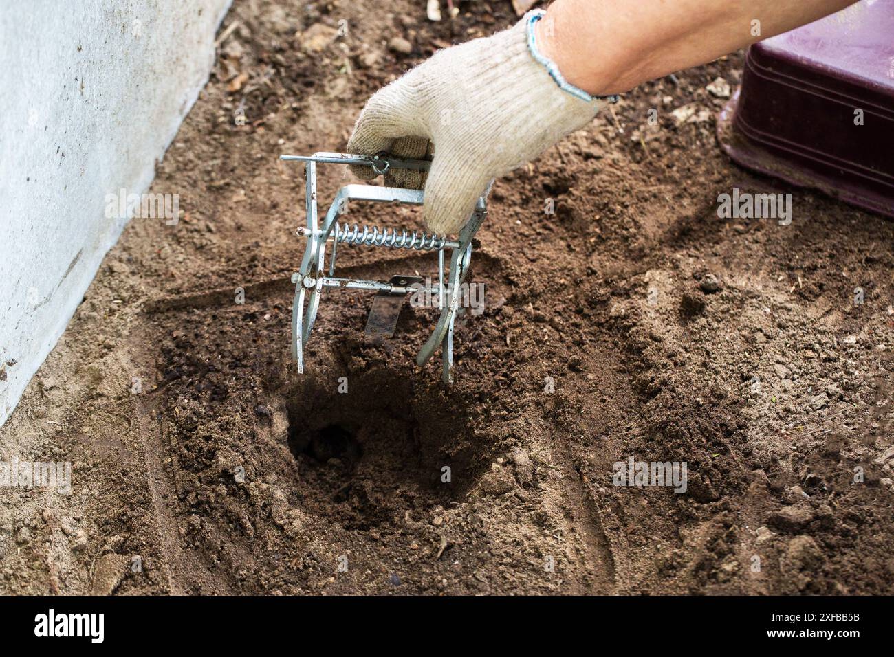 Checking and installing a mole trap in a mole hole in the garden. Harm ...